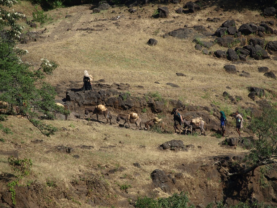 Drought deepen food crisis in northern Ethiopia as livestock die and crops fail
